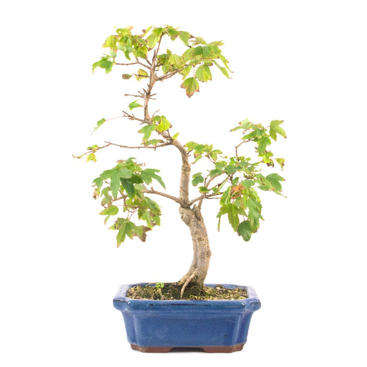 Dreispitz-Ahorn 'Acer buergerianum'
