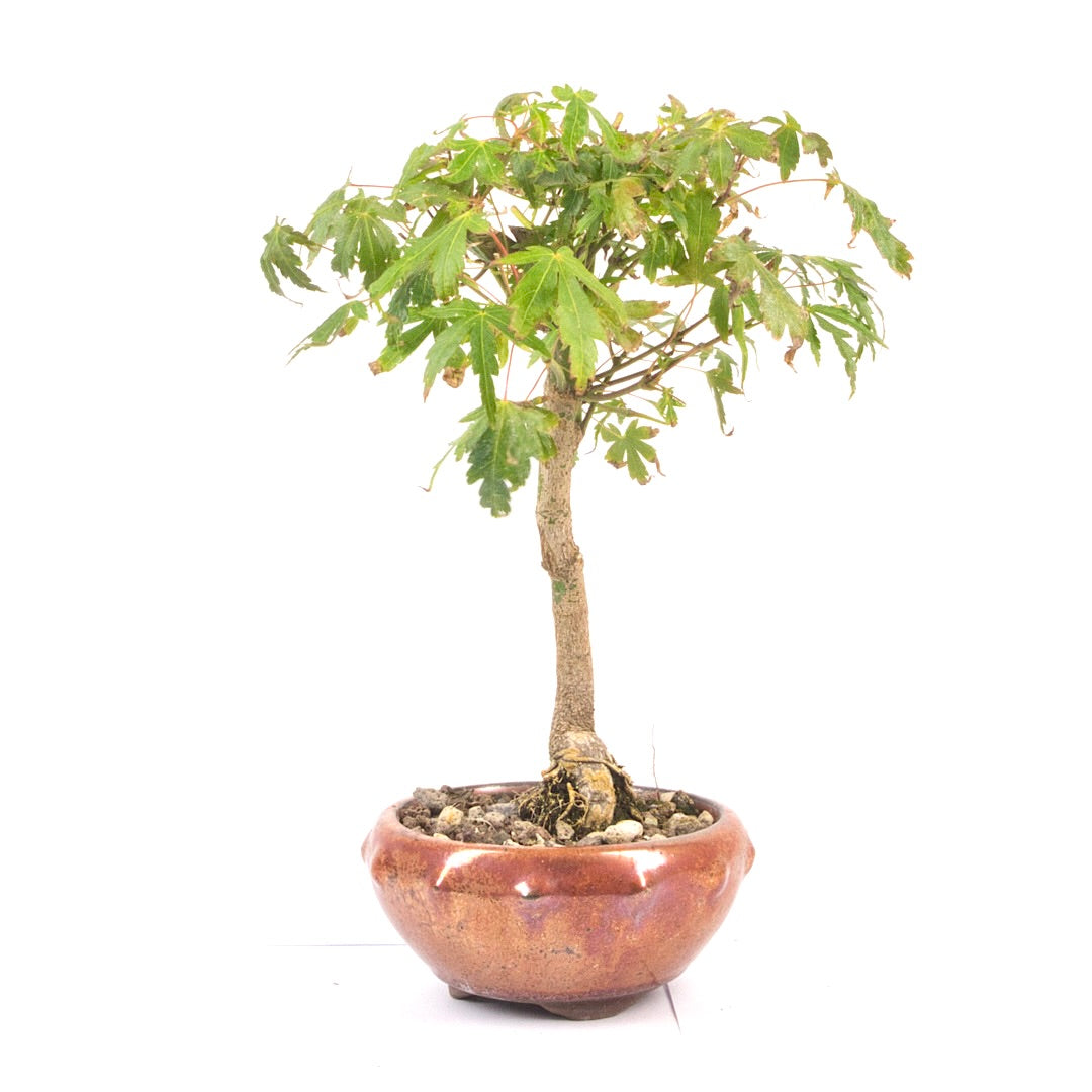 Fächer-Ahorn 'Acer palmatum'