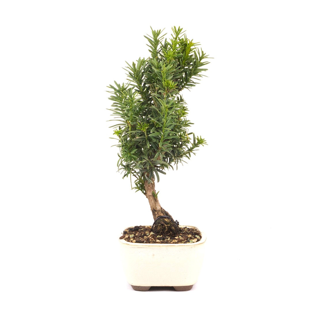 Eibe Hybrid 'Taxus media'