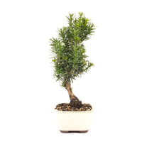 Eibe Hybrid 'Taxus media'