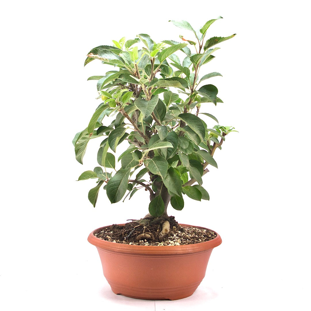 Zierapfel 'Malus spec.'