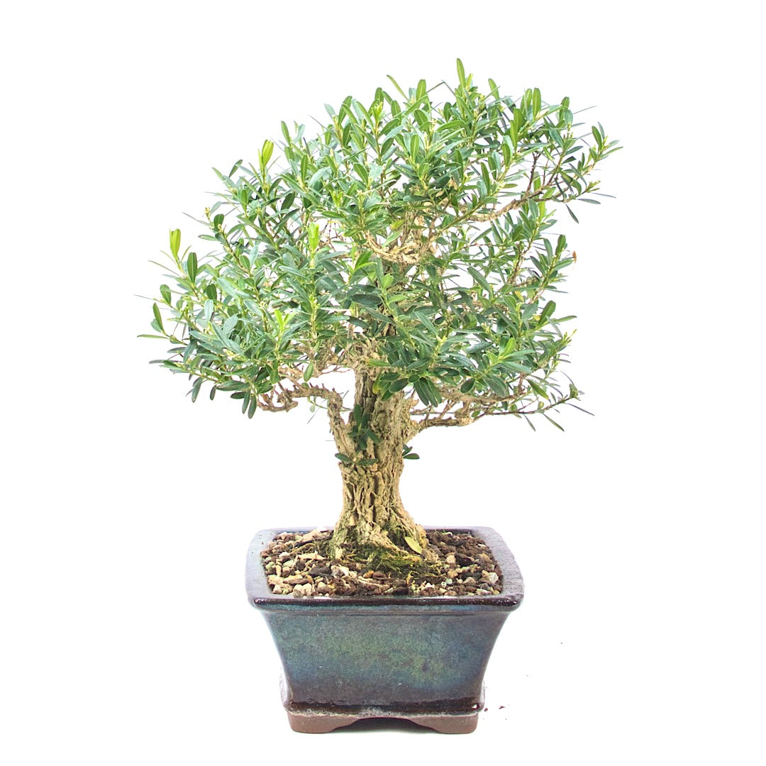 Chinesischer Buchsbaum 'Buxus harlandii'