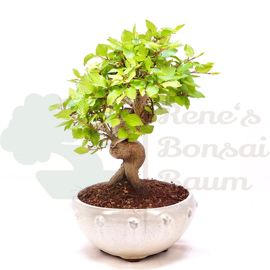 Koreanische Hainbuche ‚Carpinus turczaninowi‘