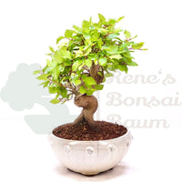Koreanische Hainbuche ‚Carpinus turczaninowi‘