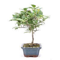 Japanische Winterbeere ' Ilex serrata'