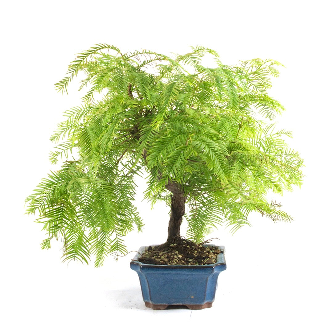 Urwelt Mammutbaum 'Metasequoia glyptostroboides'