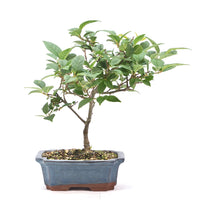 Japanische Winterbeere ' Ilex serrata'