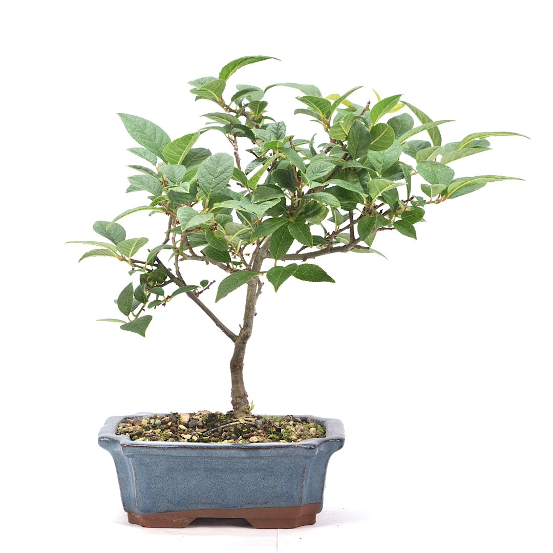 Japanische Winterbeere ' Ilex serrata'