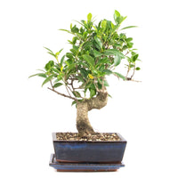Chinesische Feige 'Ficus Retusa'