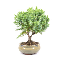 Kissen Wacholder 'Juniperus procumbens Nana'