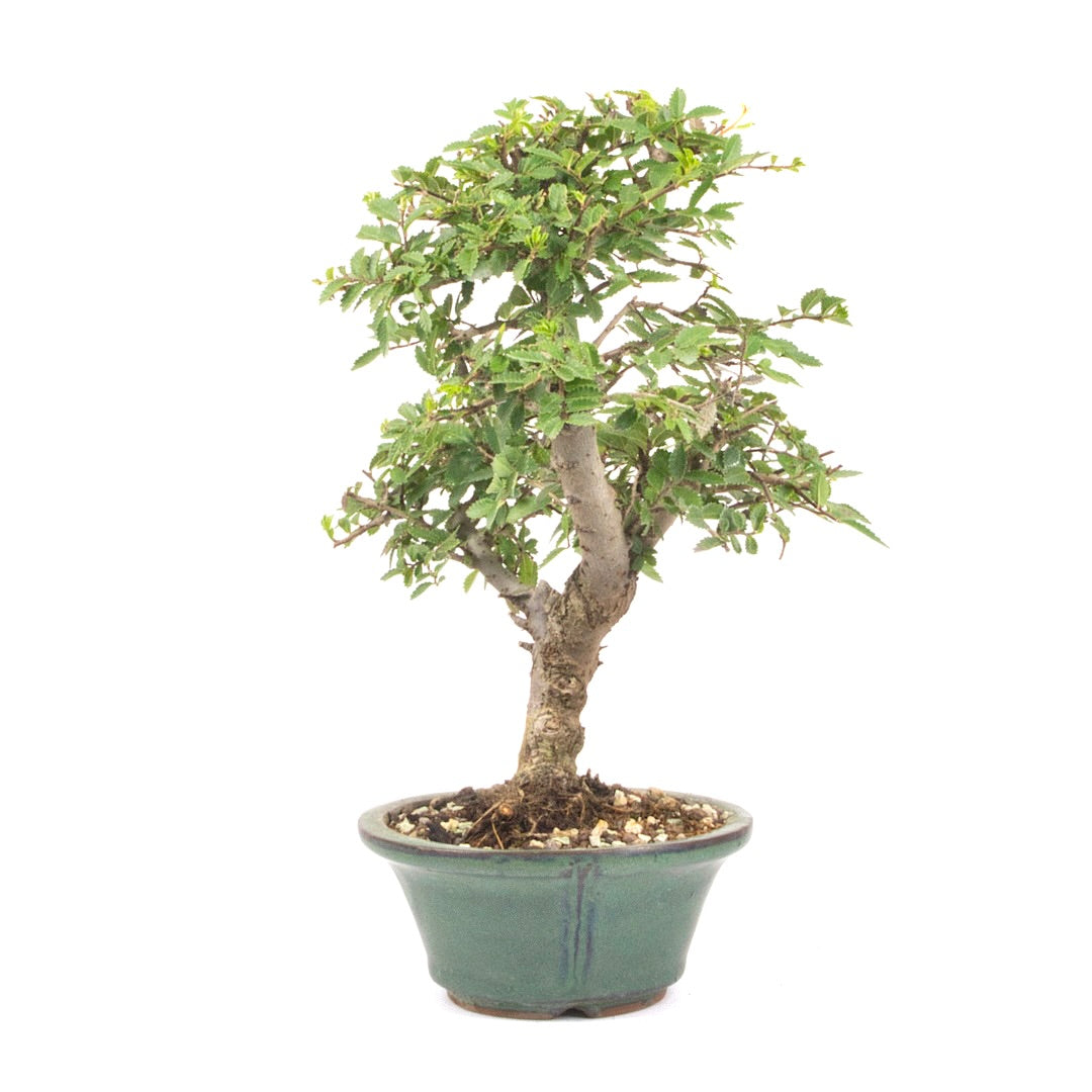 Japanische Ulme 'Ulmus japonica'