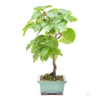 Rotbuche 'Fagus sylvatica'