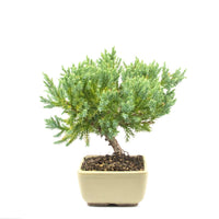 Kissen Wacholder 'Juniperus procumbens Nana'