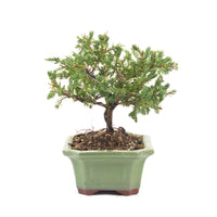 Kissen Wacholder 'Juniperus procumbens Nana'