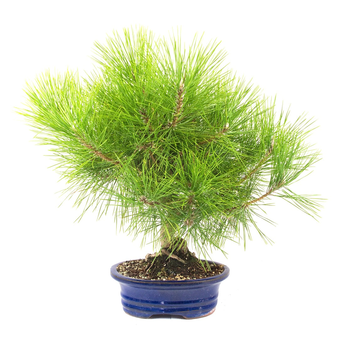Japanische Schwarzkiefer 'Pinus thunbergii'