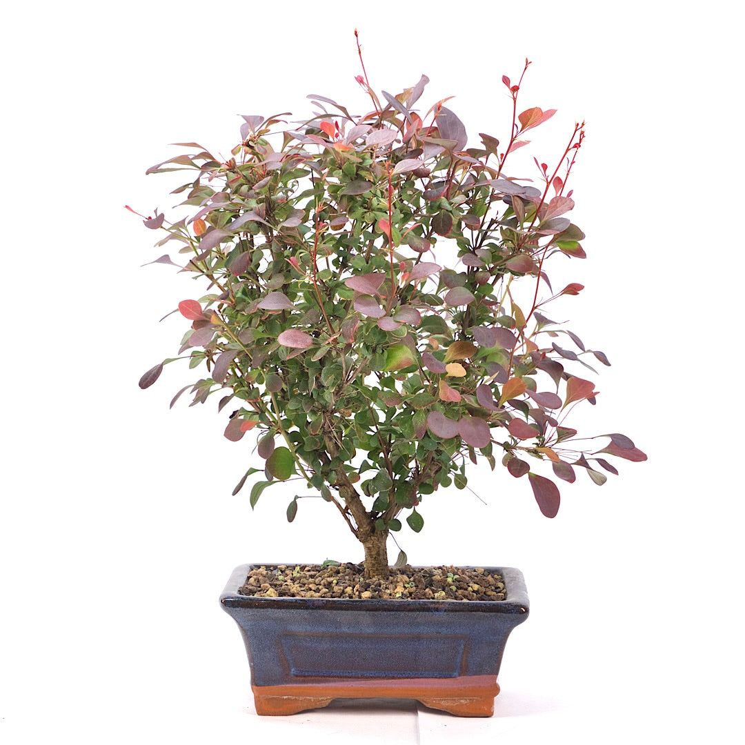 Blutberberitze 'Berberis thunbergii 'Atropurpurea'