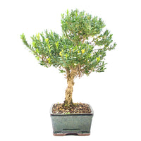 Chinesischer Buchsbaum 'Buxus harlandii'