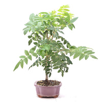 Eberesche 'Sorbus aucuparia'