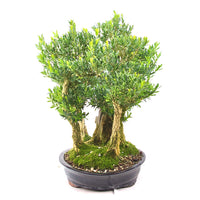 Chinesischer Buchsbaum 'Buxus harlandii'