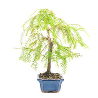 Urwelt Mammutbaum 'Metasequoia glyptostroboides'