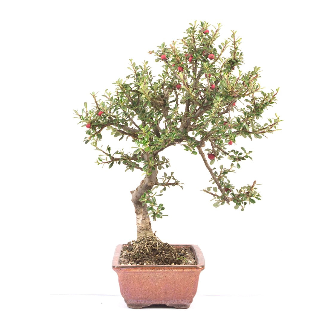 Fächer- Zwergmispel 'Cotoneaster horizontalis'