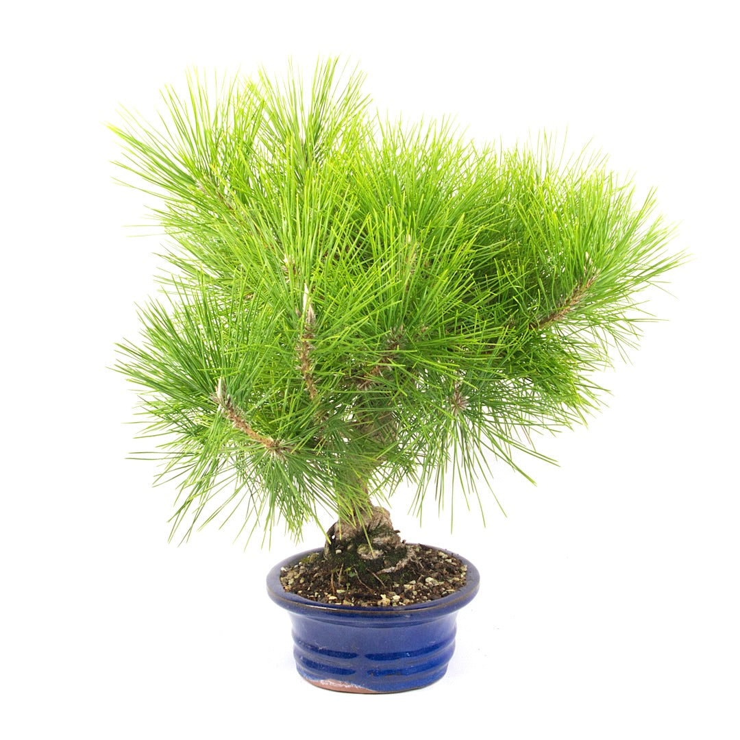 Japanische Schwarzkiefer 'Pinus thunbergii'