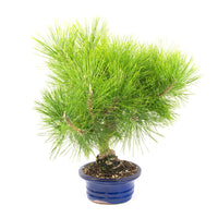 Japanische Schwarzkiefer 'Pinus thunbergii'