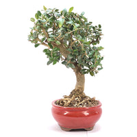 Wild-Olive 'Olea europaea sylvestris '