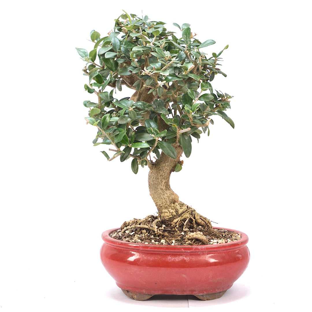 Wild-Olive 'Olea europaea sylvestris '