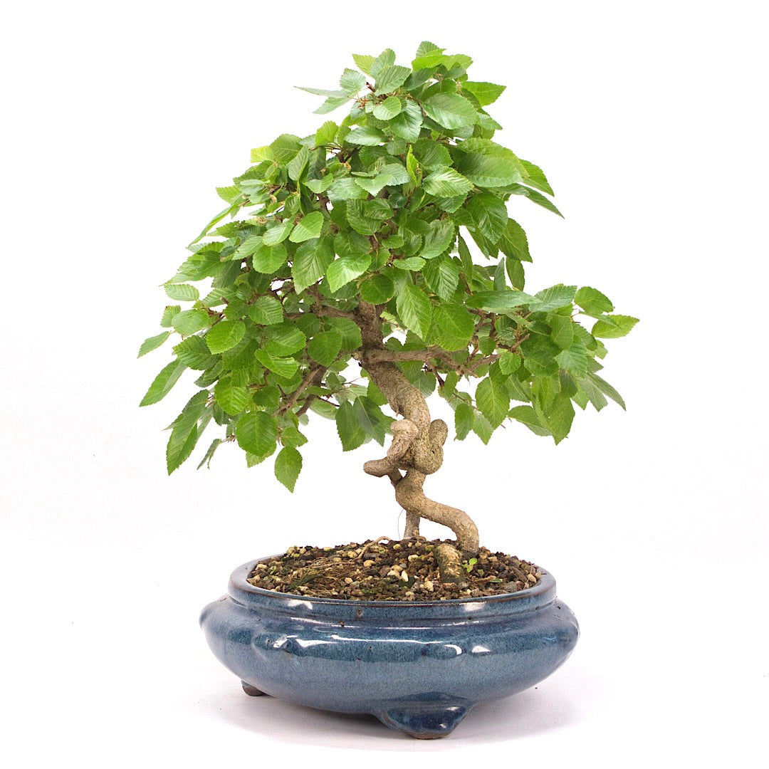 Koreanische Hainbuche ‚Carpinus turczaninowi‘