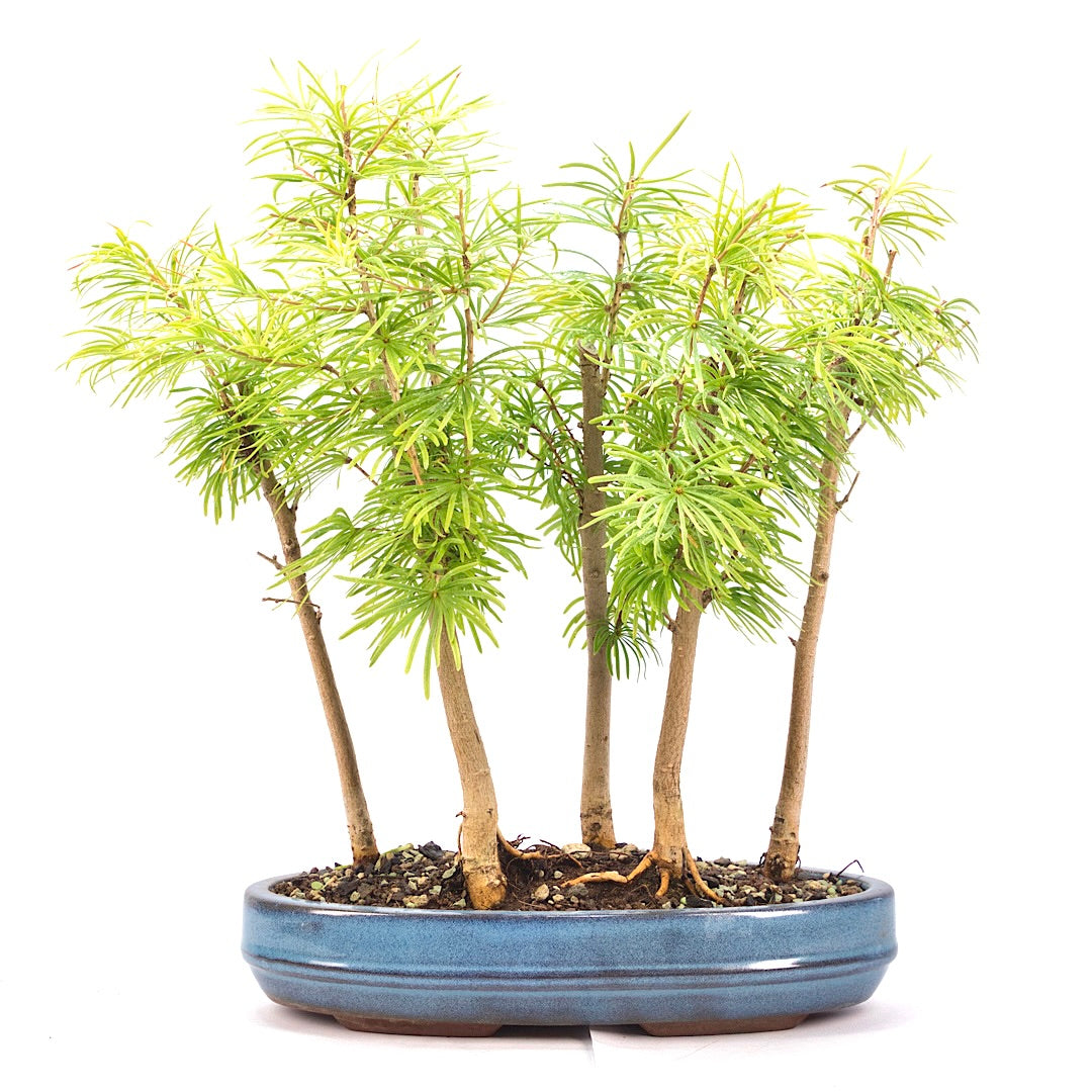 Goldlärche Wald 'Pseudolarix amabilis'