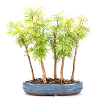 Goldlärche Wald 'Pseudolarix amabilis'