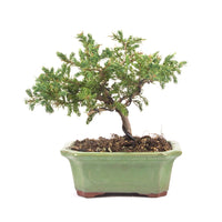 Kissen Wacholder 'Juniperus procumbens Nana'