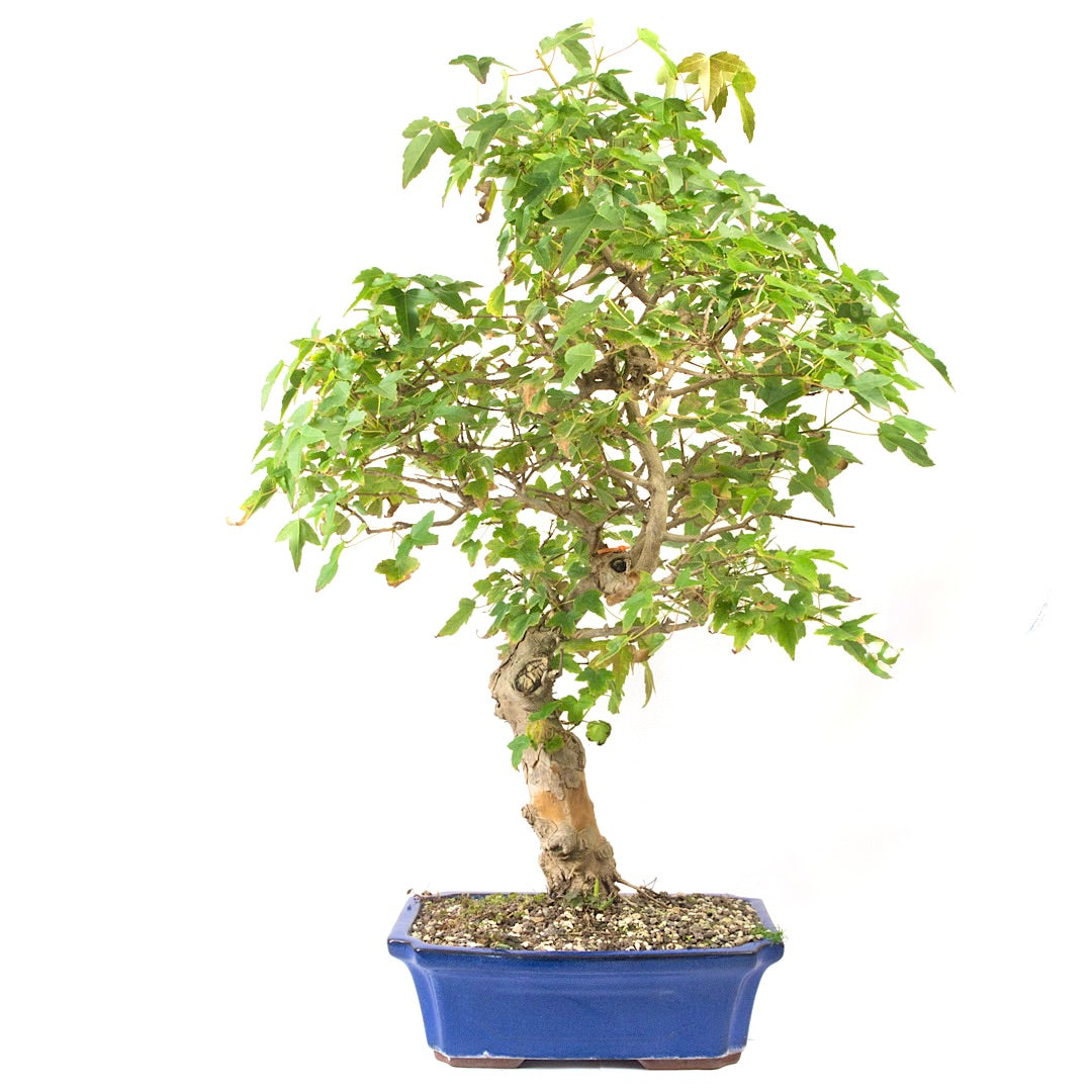 Dreispitz-Ahorn 'Acer buergerianum'