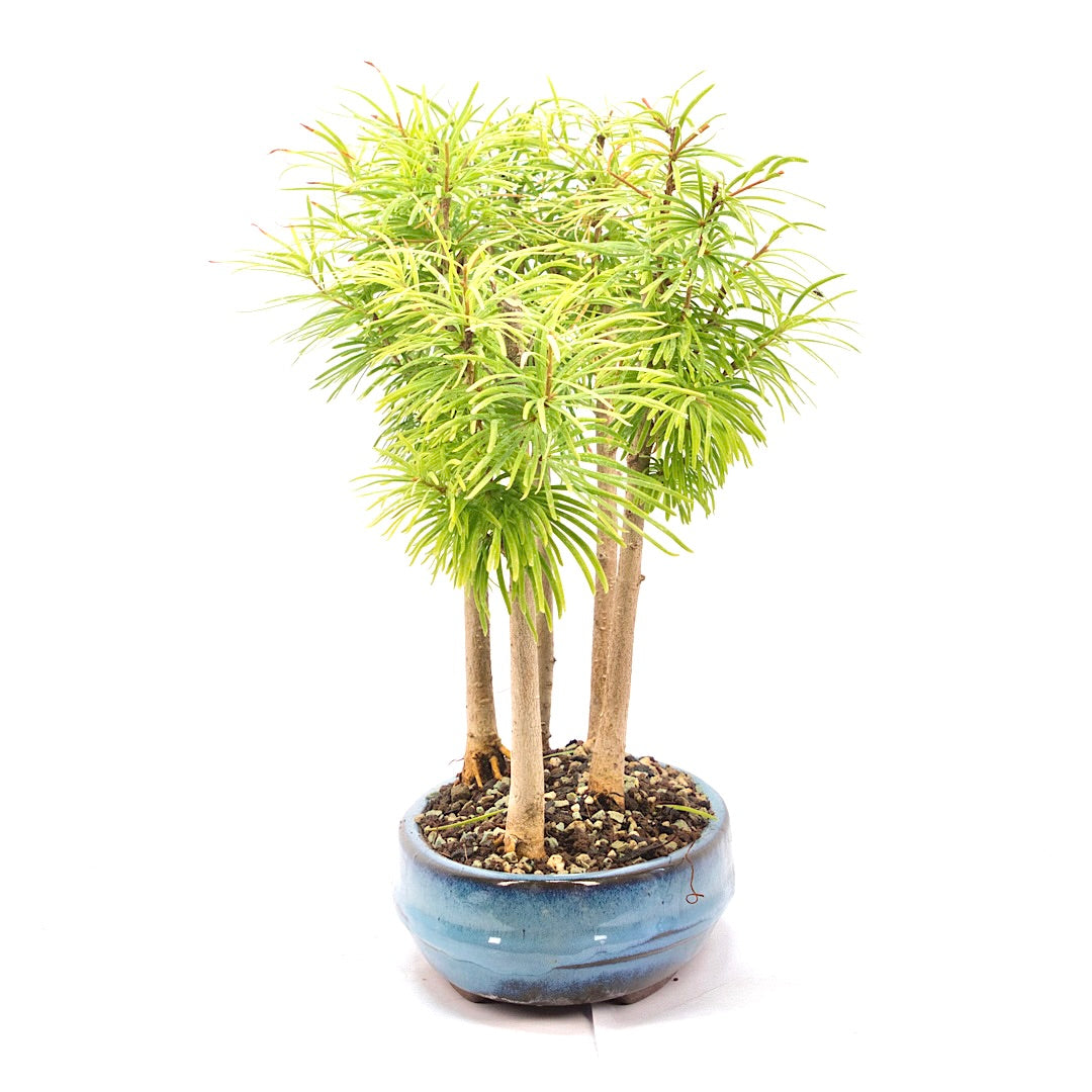 Goldlärche Wald 'Pseudolarix amabilis'