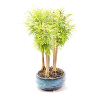 Goldlärche Wald 'Pseudolarix amabilis'
