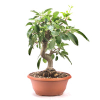 Zierapfel 'Malus spec.'