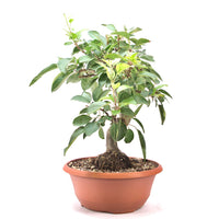 Zierapfel 'Malus spec.'