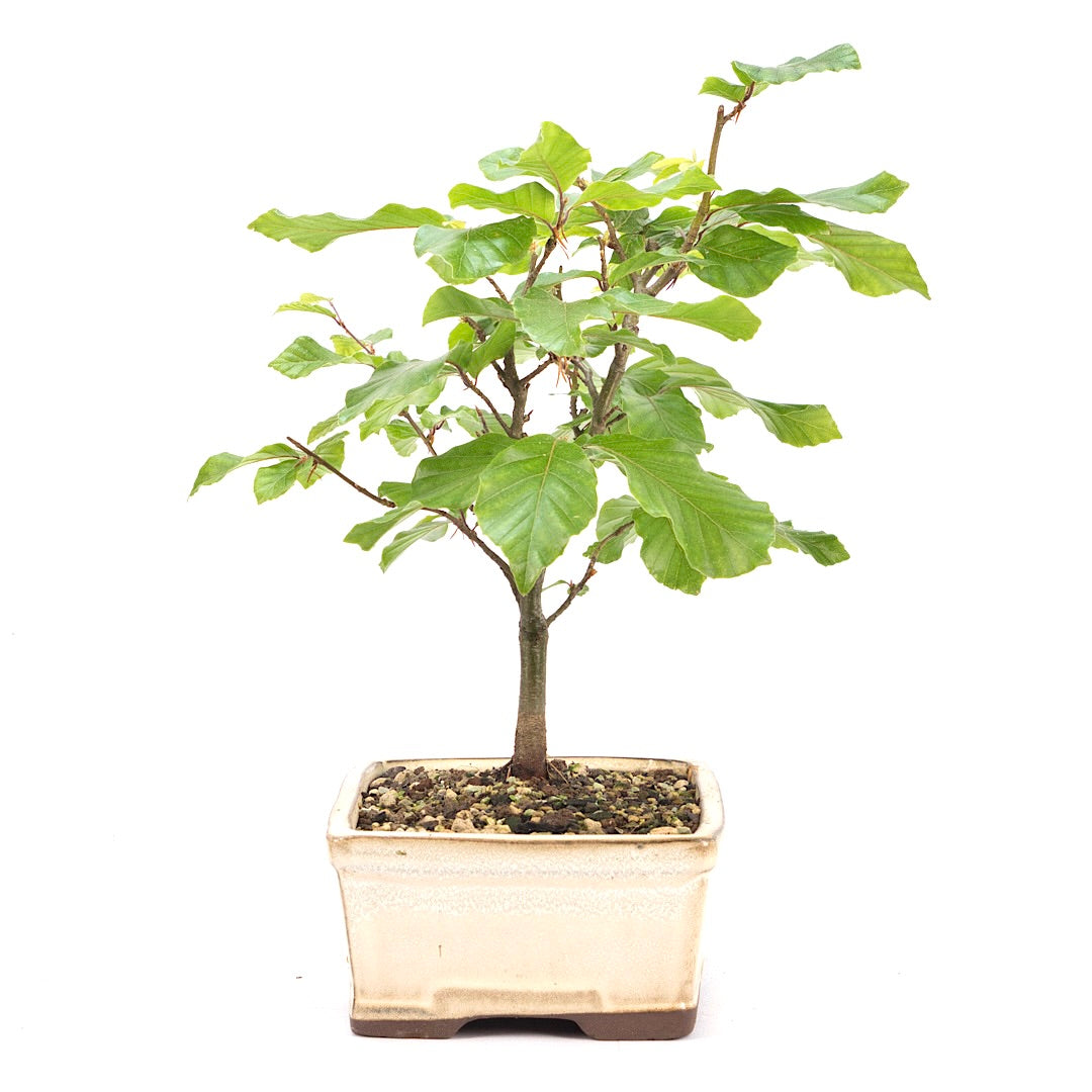 Rotbuche 'Fagus sylvatica'