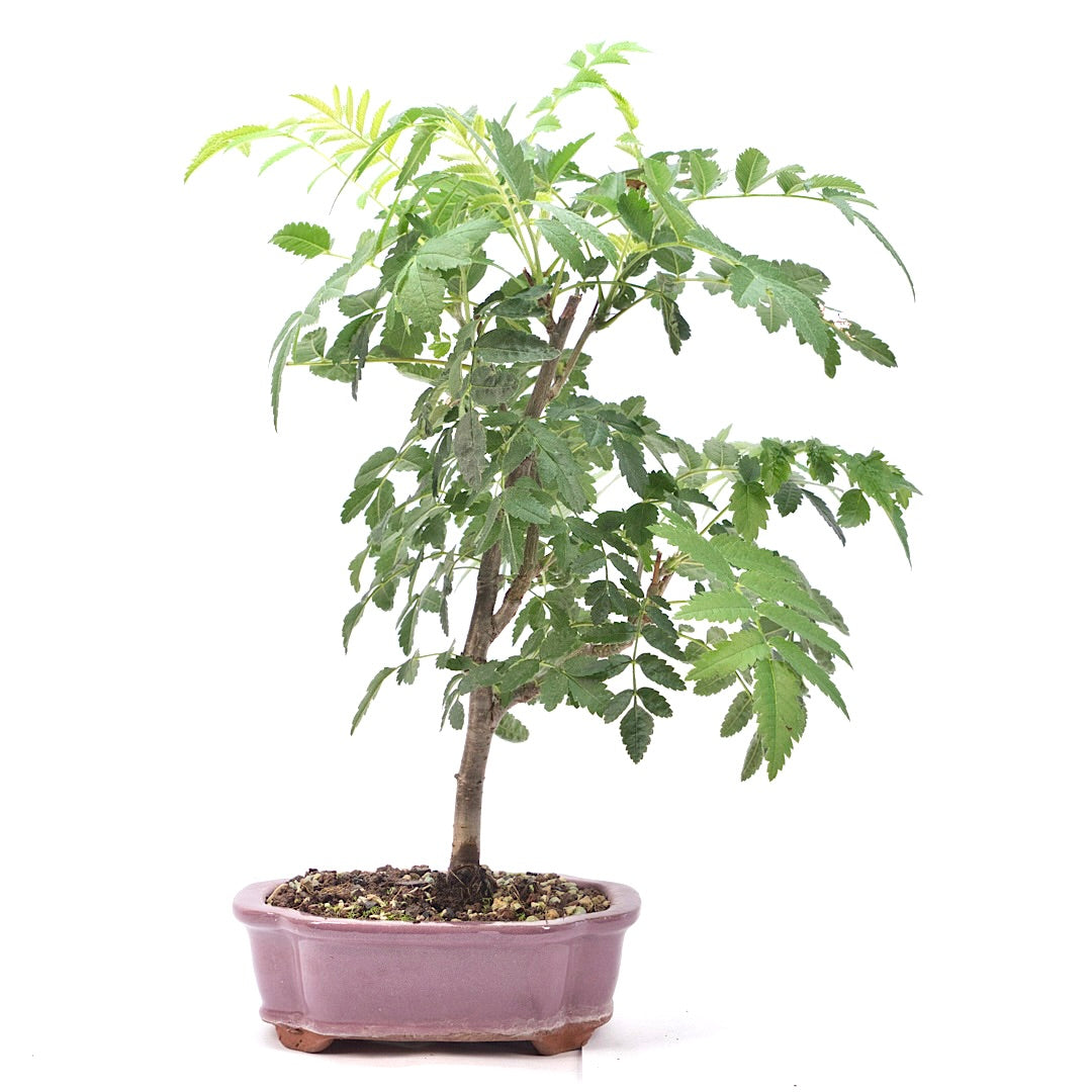 Eberesche 'Sorbus aucuparia'
