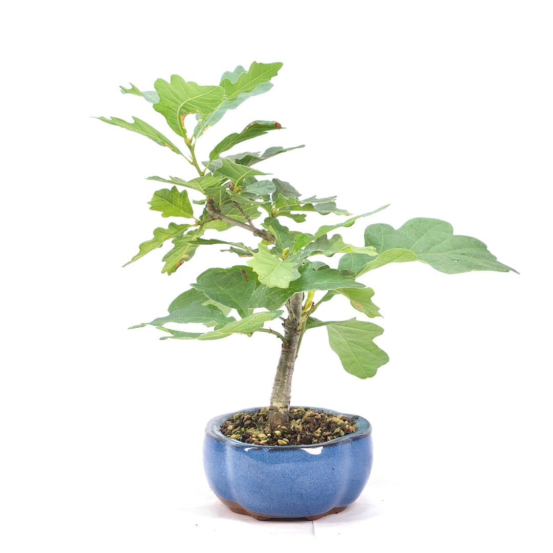 Stileiche 'Quercus robur'