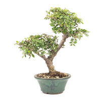 Japanische Ulme 'Ulmus japonica'