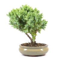 Kissen Wacholder 'Juniperus procumbens Nana'