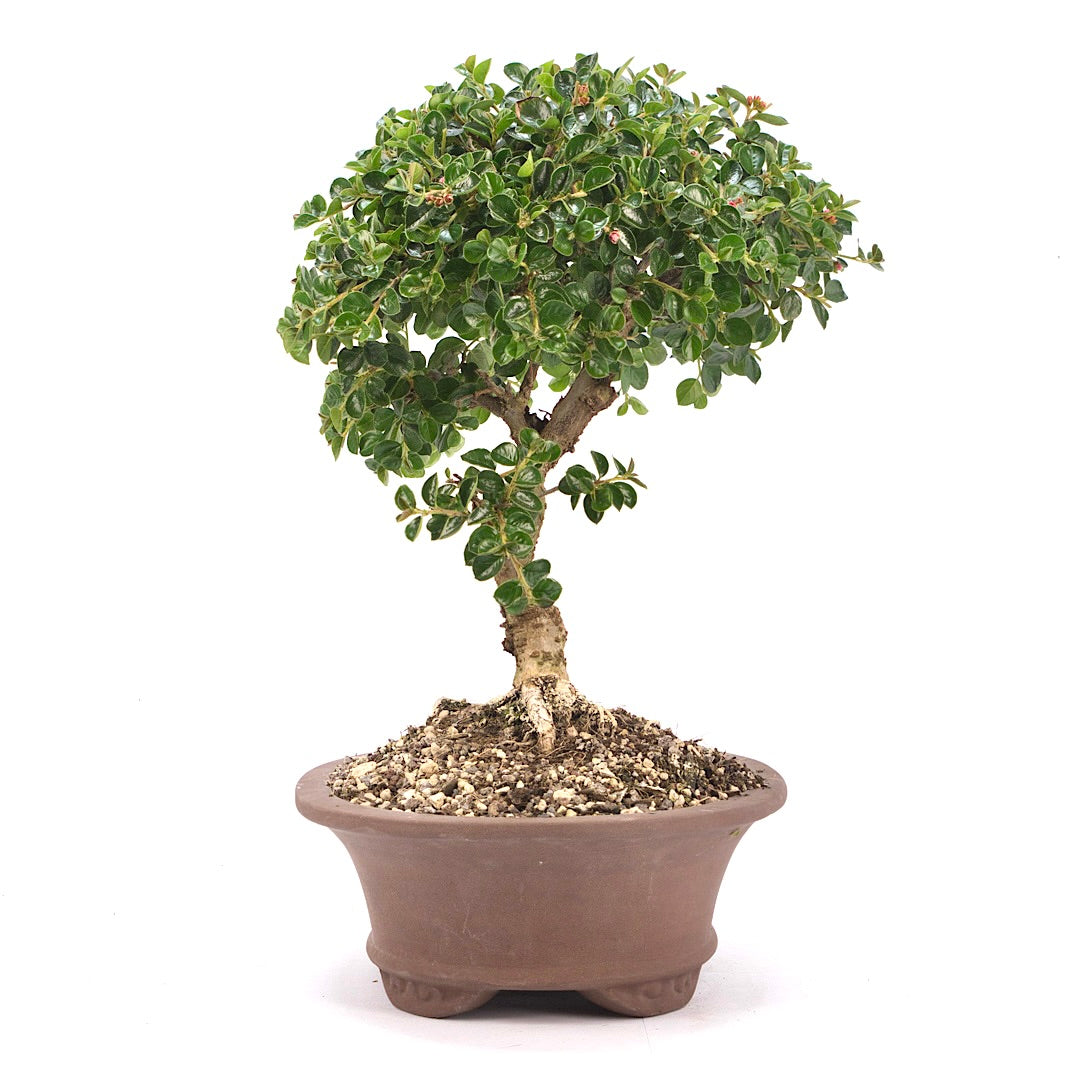 Fächer- Zwergmispel 'Cotoneaster horizontalis'