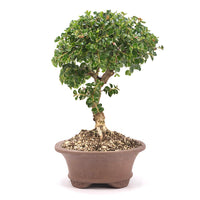 Fächer- Zwergmispel 'Cotoneaster horizontalis'