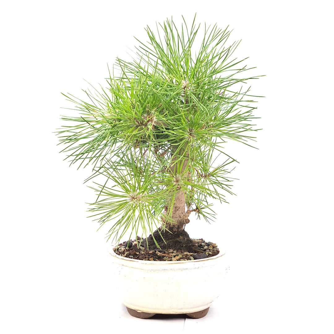 Japanische Schwarzkiefer 'Pinus thunbergii'