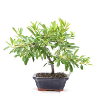 Schmalblättriger Feuerdorn 'Pyracantha angustifolia'