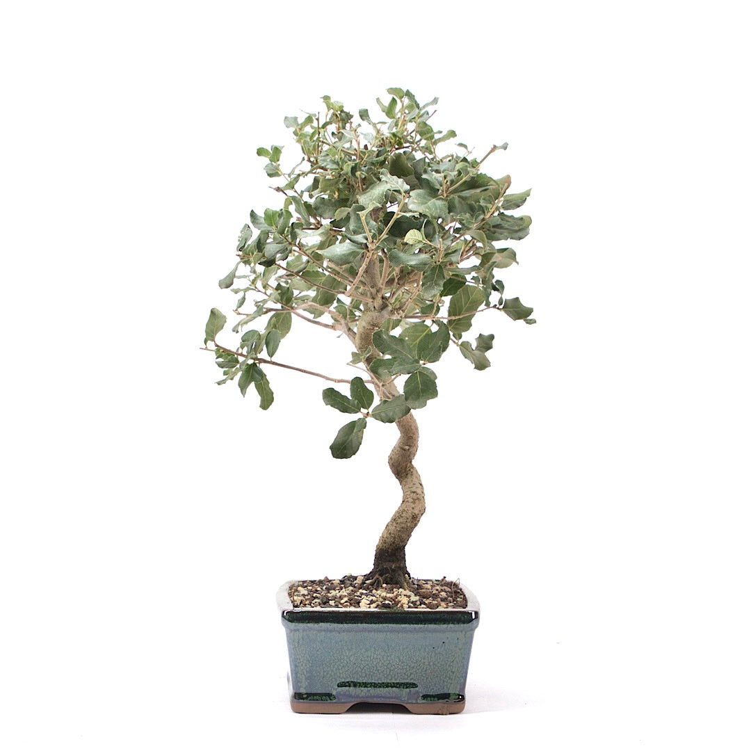 Kork-Eiche 'Quercus suber'