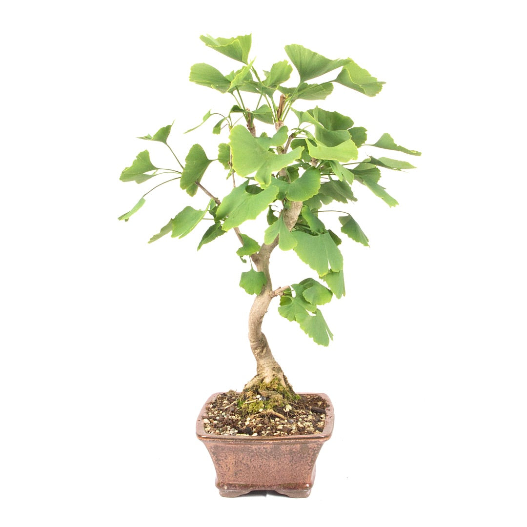 Ginkgo biloba 'Fächerblattbaum'