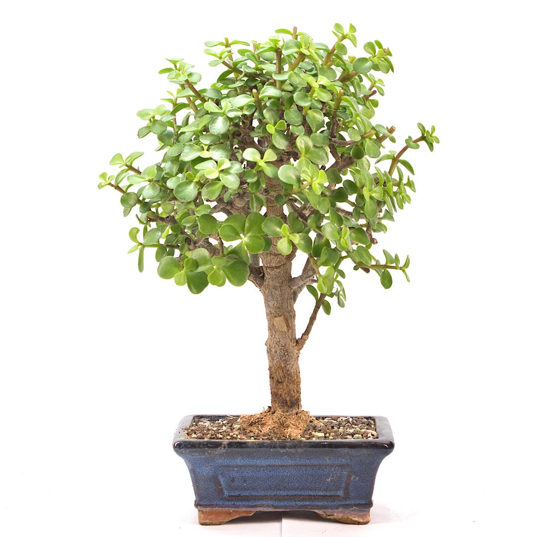 Speckbaum 'Portulacaria afra'